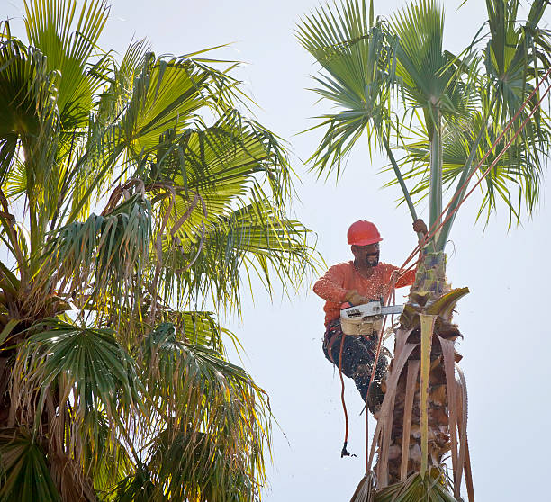 Best Tree Stump Removal  in Greenwood, DE